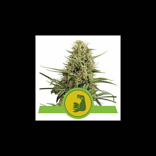 hulkberry-automatic