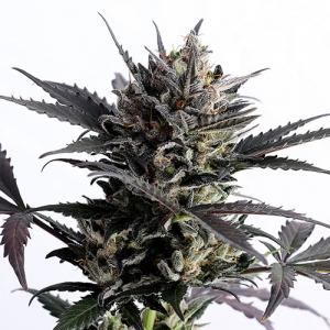 lemon-haze-auto lemon-haze-auto