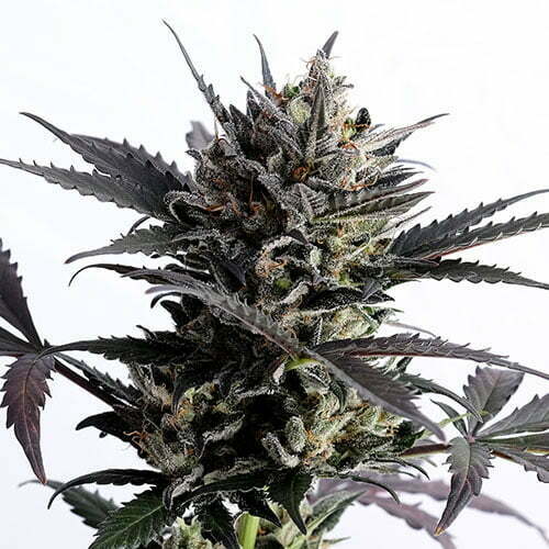 lemon-haze-auto lemon-haze-auto