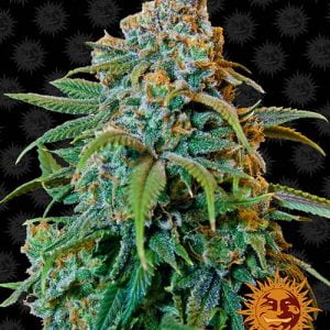 liberty-haze