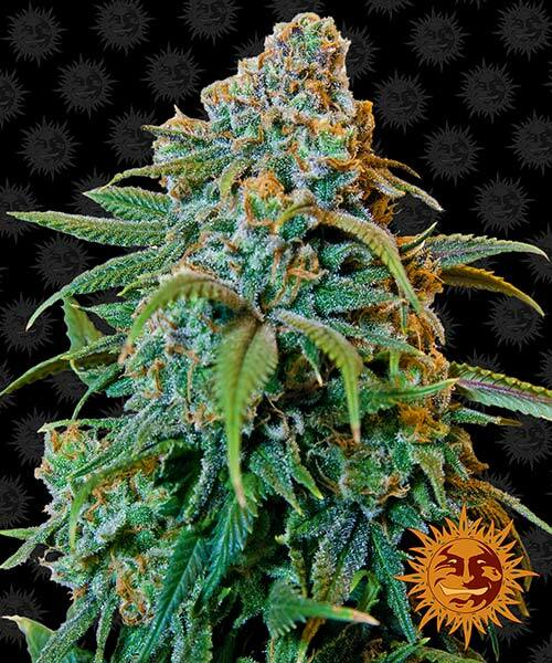 liberty-haze
