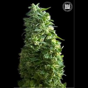 lime-skunk lime-skunk
