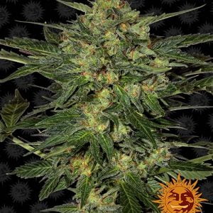 lsd lsd