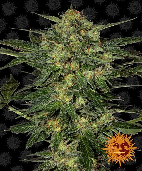 lsd lsd