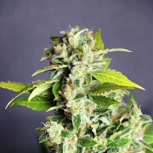 mikromachine-auto mikromachine-auto