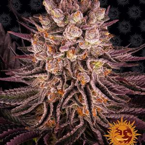 mimosa-x-orange-punch