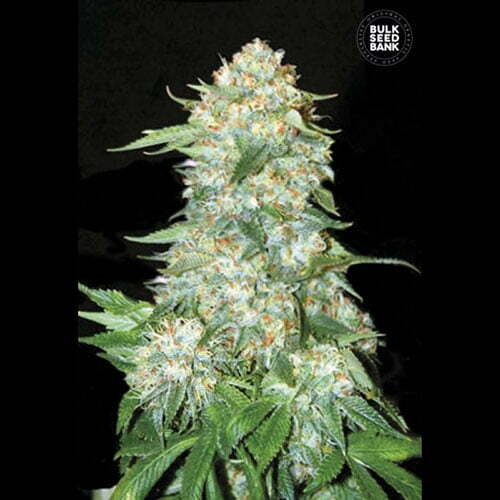 og-kush