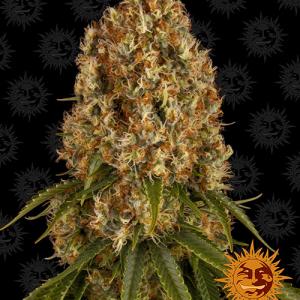orange-sherbert orange-sherbert