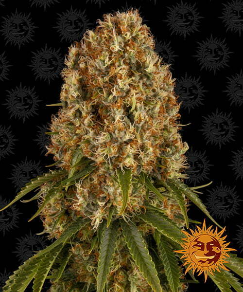 orange-sherbert orange-sherbert