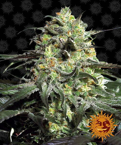 peyote-cookies peyote-cookies