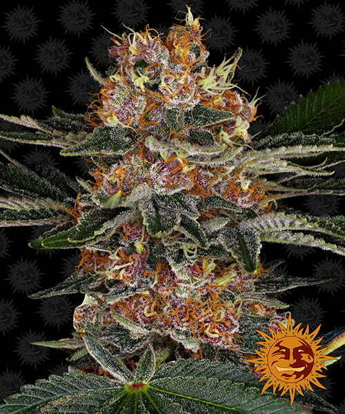 purple-punch-auto