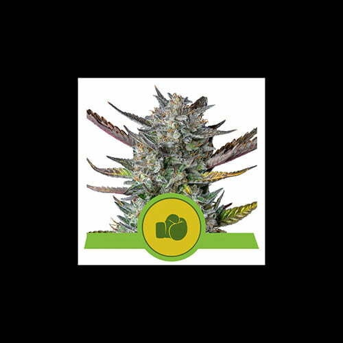 purple-punch-automatic