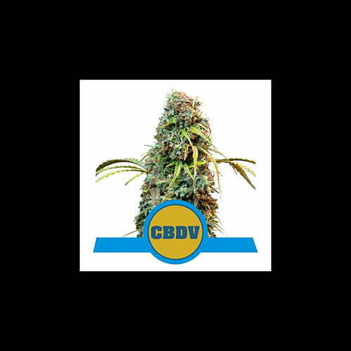 royal-cbdv-automatic