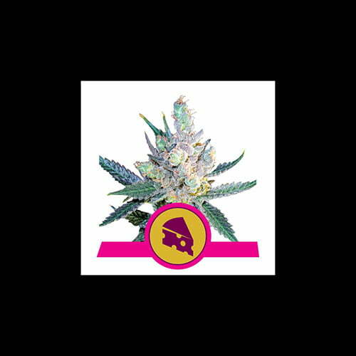royal-cheese-fast-flowering royal-cheese-fast-flowering