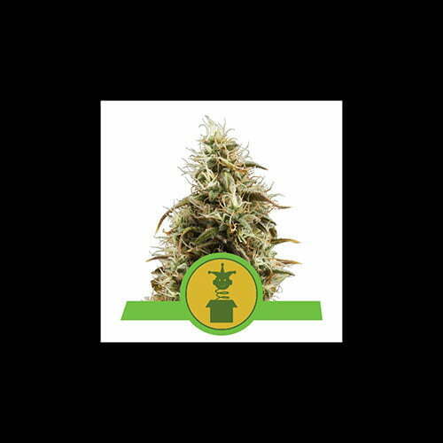 royal-jack-automatic royal-jack-automatic