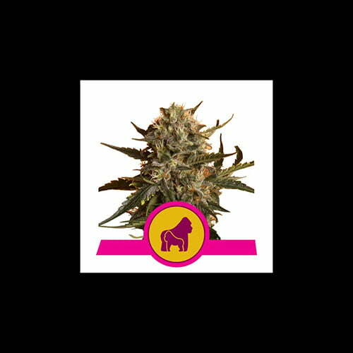 royal-madre royal-madre