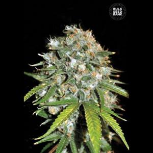 skunk99
