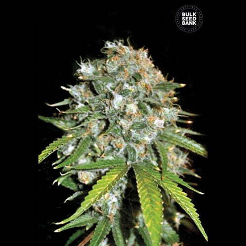 skunk99