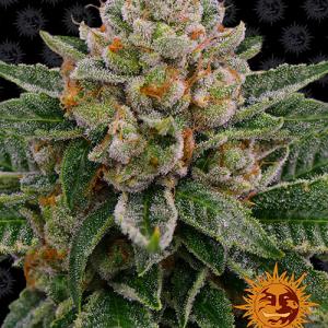 skywalker-og-auto