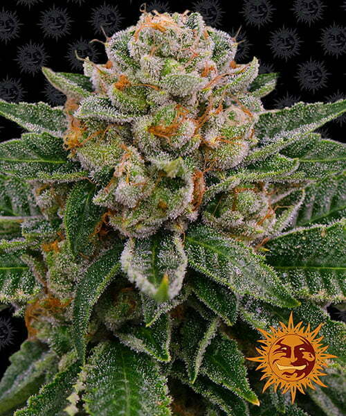 skywalker-og-auto