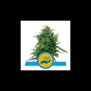 solomatic-cbd