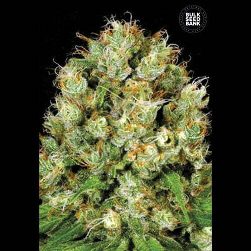 sour-diesel sour-diesel