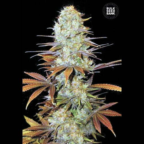 sunmango