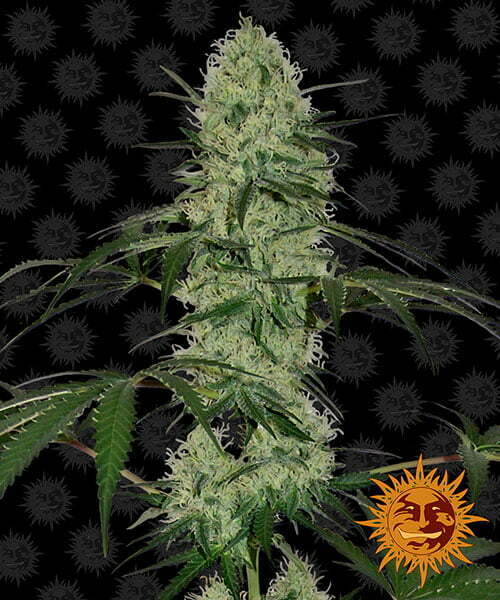 tangerine-dream-auto