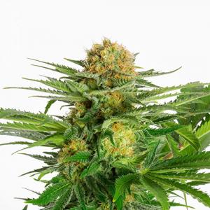 white-domina white-domina