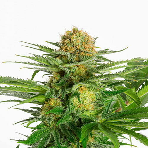 white-domina white-domina