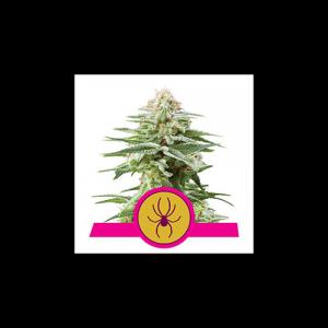 white-widow