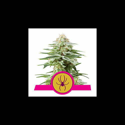 white-widow