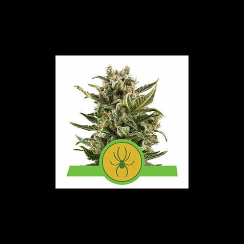 white-widow-automatic