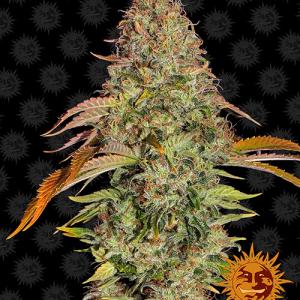 zkittlez-og-auto zkittlez-og-auto