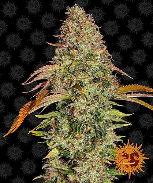 zkittlez-og-auto zkittlez-og-auto