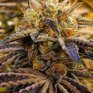 AlienOG