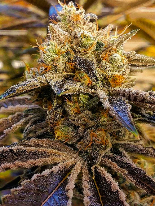AlienOG