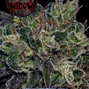 BlackWidow