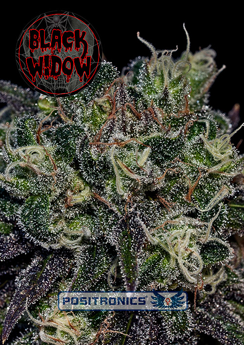 BlackWidow