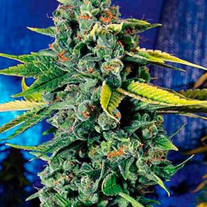 BlueDreamHaze2