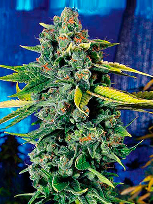 BlueDreamHaze2