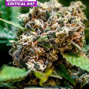 CBD+Critical47 CBD+Critical47