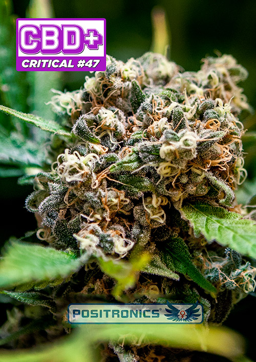 CBD+Critical47 CBD+Critical47