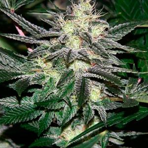 Chem4OG