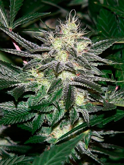 Chem4OG