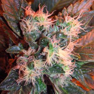 ChemValleyKush