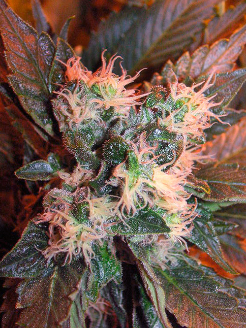 ChemValleyKush