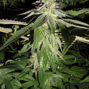 Colorene-Kush