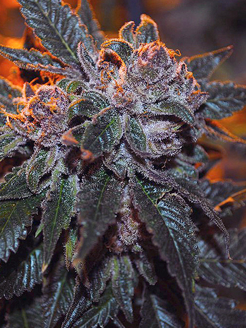 ColoreneKush2