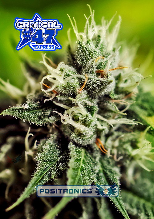 Critical47Express
